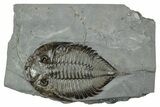 Dalmanites Trilobite Fossil - New York #241921-1